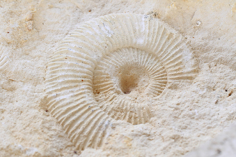 Herdabdeckplatte - Ammoniten Fossil