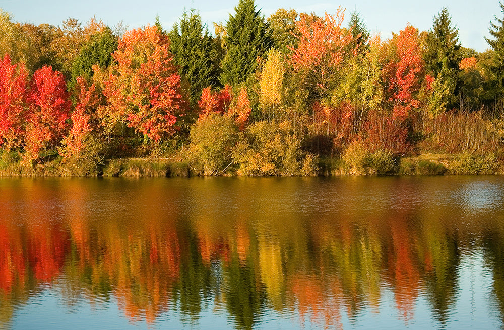 Herdabdeckplatte - Herbstbäume