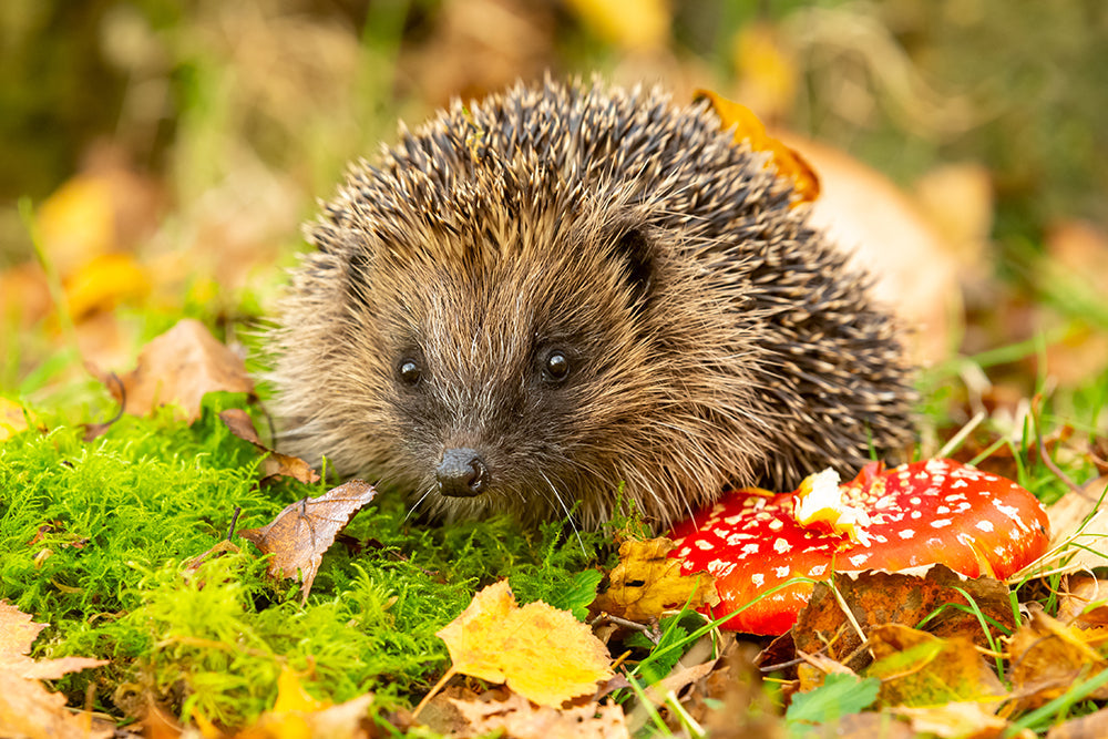 Herdabdeckplatte - Igel