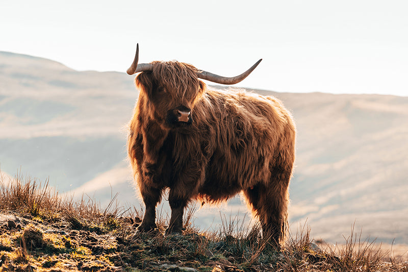 Herdabdeckplatte - Scottish Highlander